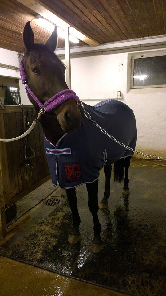 Dansk Varmblod Præstegaardens Freja (Solgt) billede 4