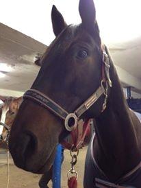 Dansk Varmblod Præstegaardens Freja (Solgt) billede 5