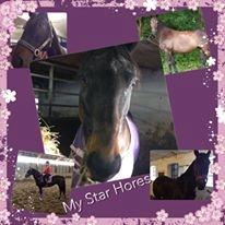 Dansk Varmblod Præstegaardens Freja (Solgt) billede 6