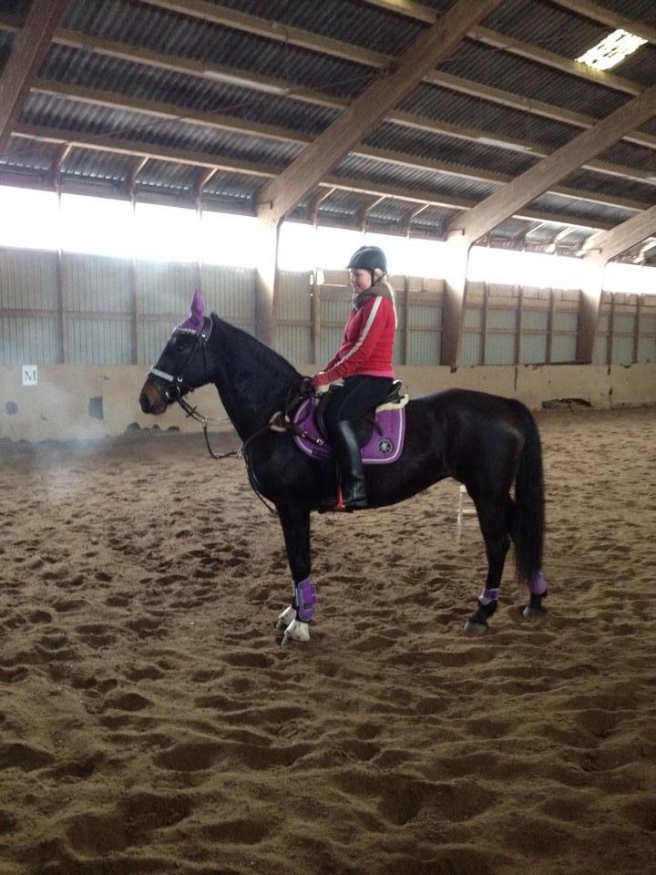 Dansk Varmblod Præstegaardens Freja (Solgt) billede 8