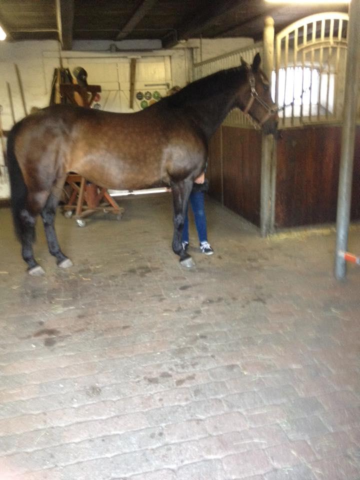 Dansk Varmblod Præstegaardens Freja (Solgt) billede 9
