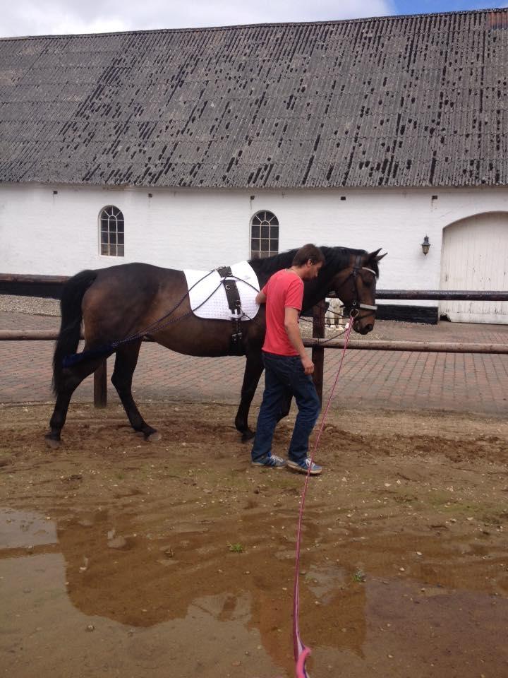 Dansk Varmblod Præstegaardens Freja (Solgt) - I gang med genoptræning billede 11
