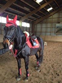 Dansk Varmblod Præstegaardens Freja (Solgt) billede 12