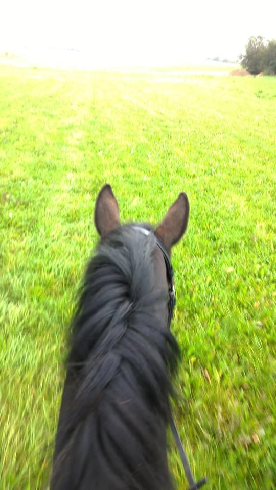 Dansk Varmblod Præstegaardens Freja (Solgt) billede 3