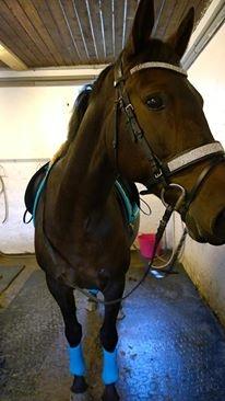 Dansk Varmblod Præstegaardens Freja (Solgt) billede 15