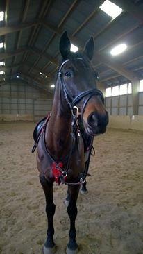 Dansk Varmblod Præstegaardens Freja (Solgt) billede 16