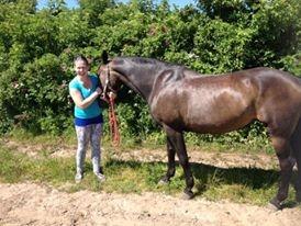 Dansk Varmblod Præstegaardens Freja (Solgt) billede 14