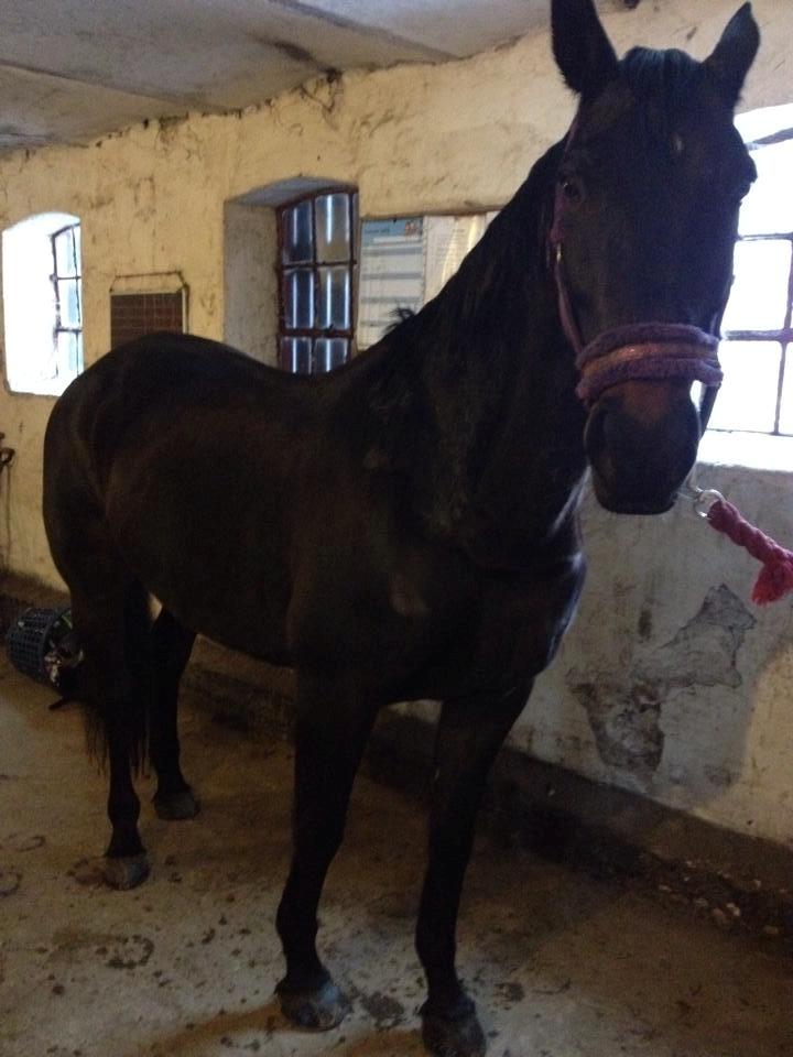 Dansk Varmblod Præstegaardens Freja (Solgt) billede 17