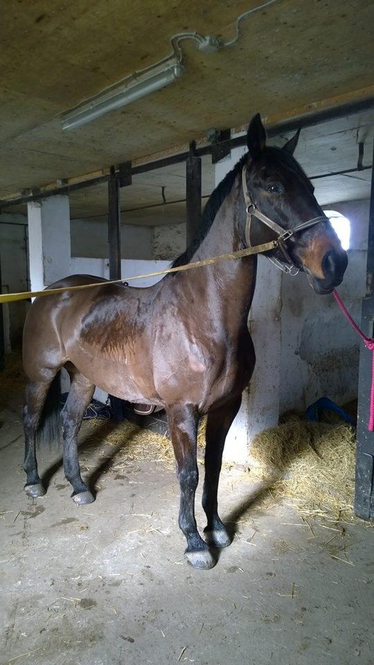 Dansk Varmblod Præstegaardens Freja (Solgt) billede 19