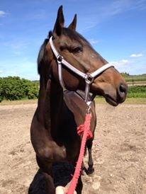 Dansk Varmblod Præstegaardens Freja (Solgt) billede 20
