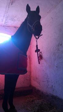 Dansk Varmblod Præstegaardens Freja (Solgt) - Hun kan linge en høj giraf trods hun kun er 160 :) <3 billede 21