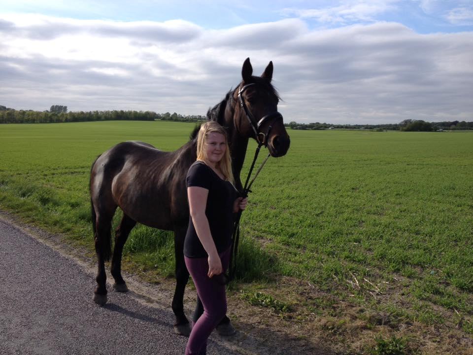Dansk Varmblod Præstegaardens Freja (Solgt) billede 22