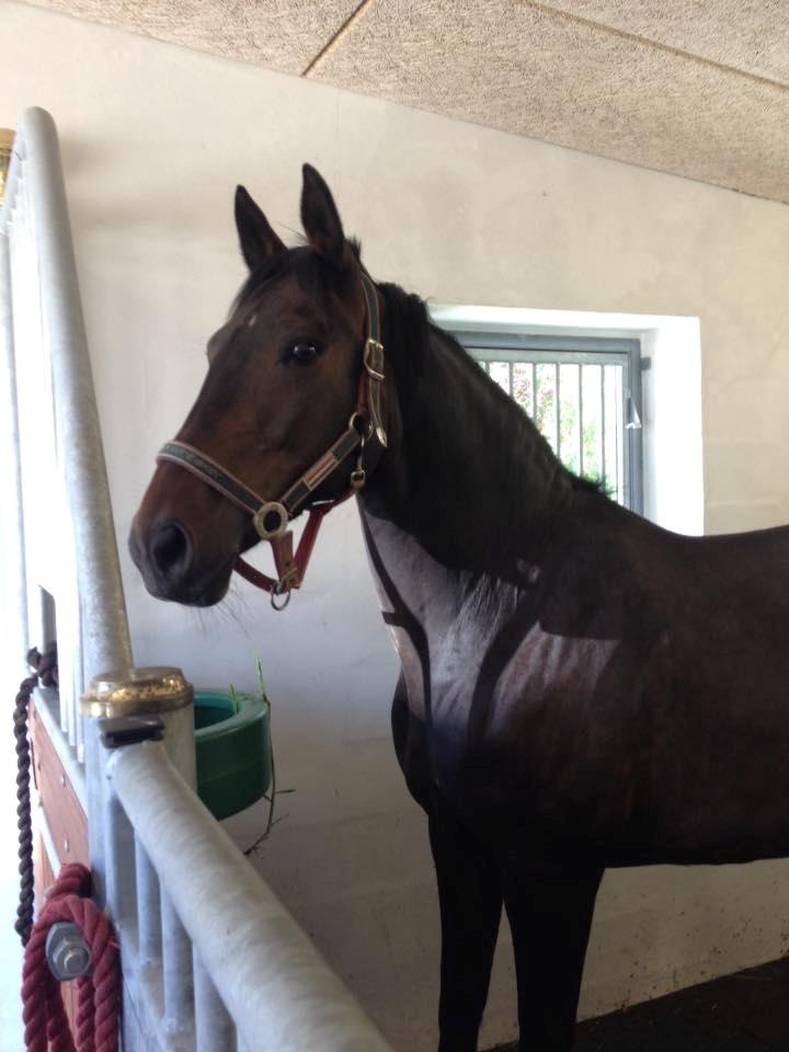 Dansk Varmblod Præstegaardens Freja (Solgt) - Freja i boksen hos sadlemagerne  billede 24