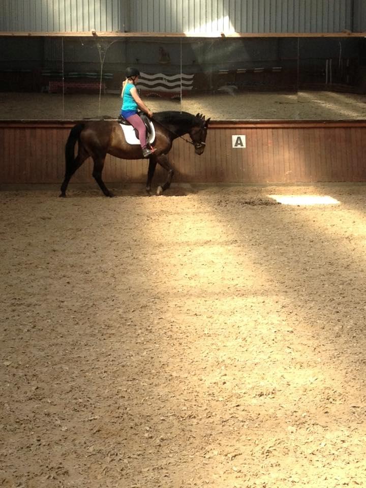 Dansk Varmblod Præstegaardens Freja (Solgt) billede 25