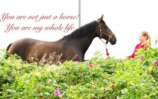 Dansk Varmblod Præstegaardens Freja (Solgt) billede 1