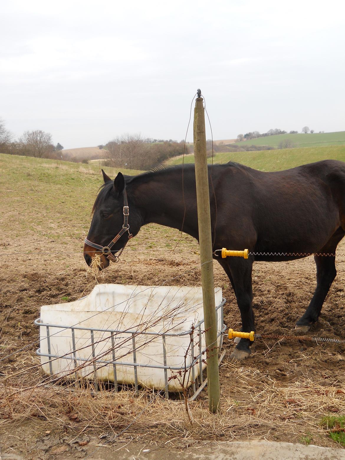 Dansk Varmblod Præstegaardens Freja (Solgt) - Freja på folden efter jeg fik hende hjem igen :)<3 billede 26