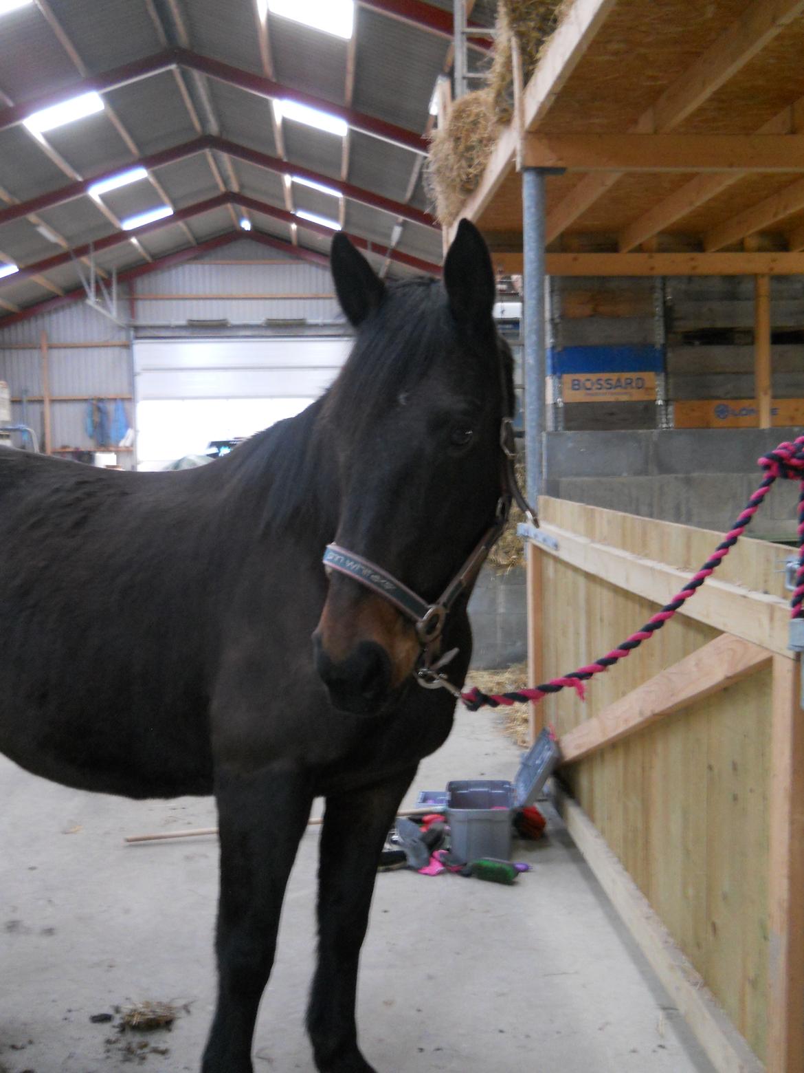 Dansk Varmblod Præstegaardens Freja (Solgt) billede 27