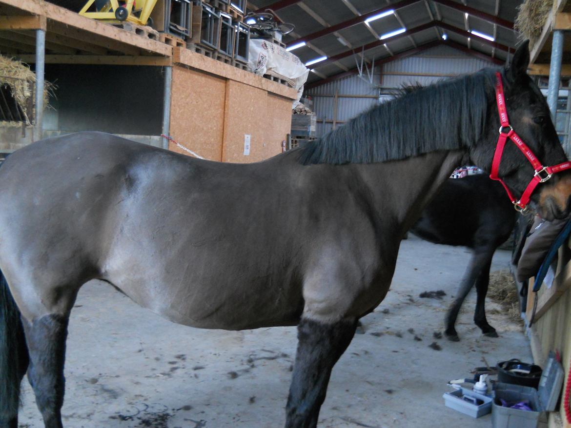 Dansk Varmblod Præstegaardens Freja (Solgt) - Freja er blevet klipper og fået ny grime <3 billede 28
