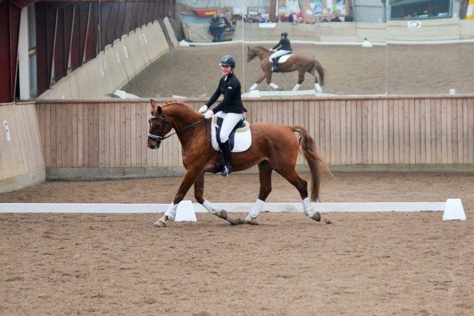 Frederiksborg Dandi Fuglebjerg billede 25