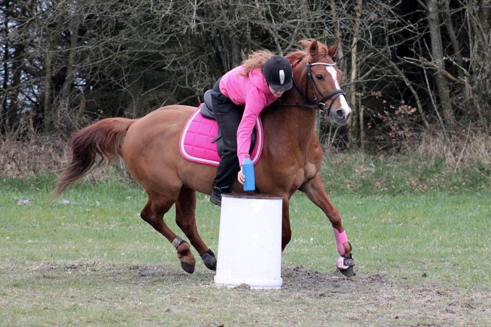 Anden særlig race Forint billede 5