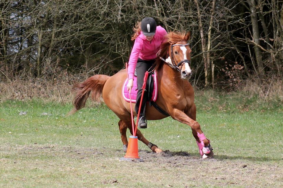 Anden særlig race Forint billede 2