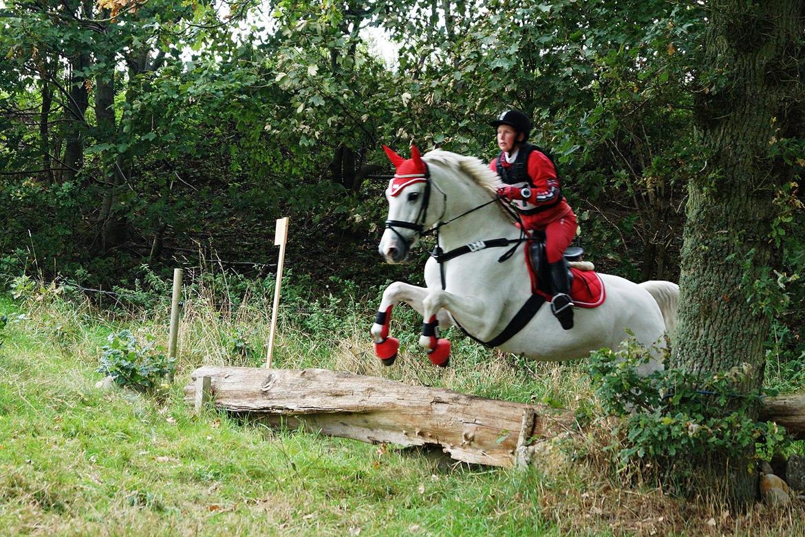 Anden særlig race Miss Furio billede 24