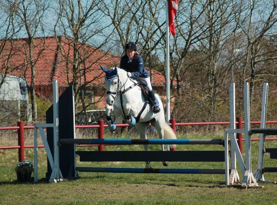 Anden særlig race Miss Furio billede 25