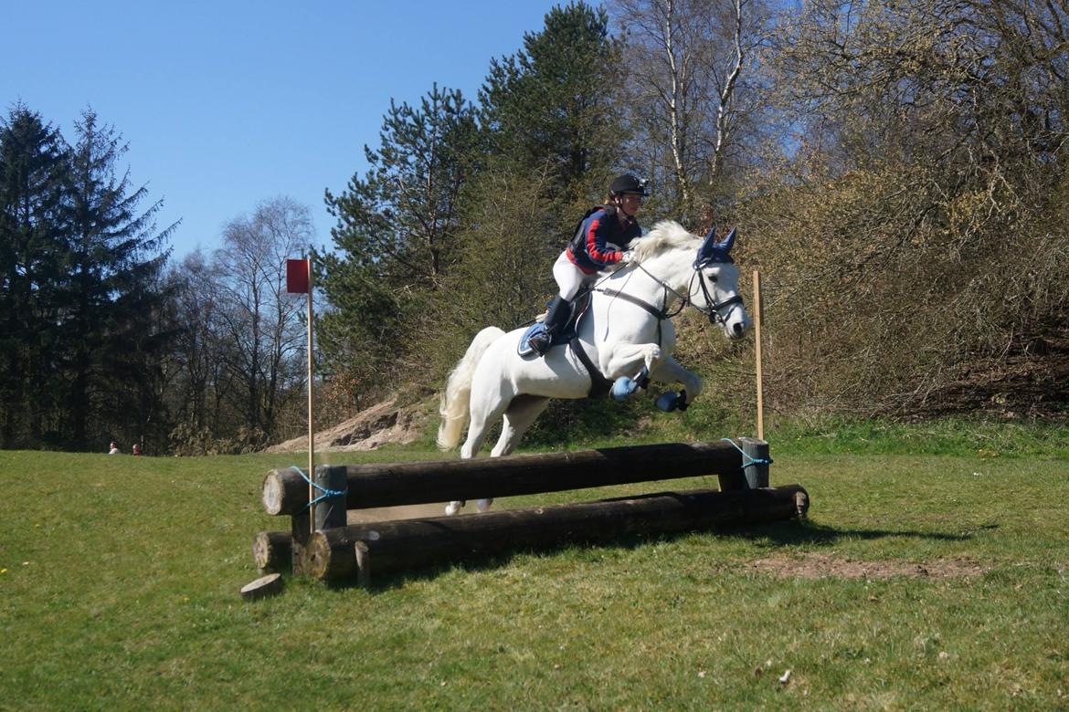 Anden særlig race Miss Furio billede 26