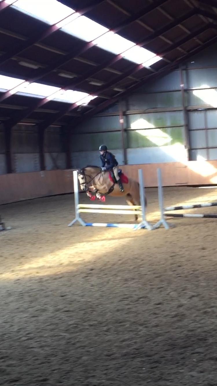 Hollandsk Sportspony Valerie billede 2