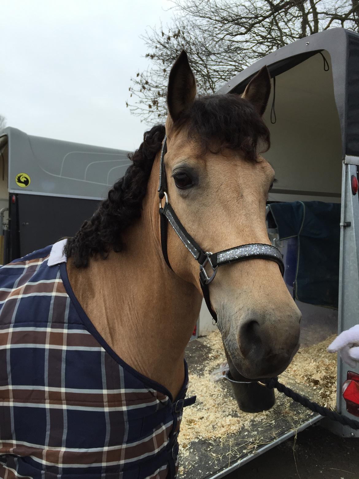 Hollandsk Sportspony Valerie billede 3