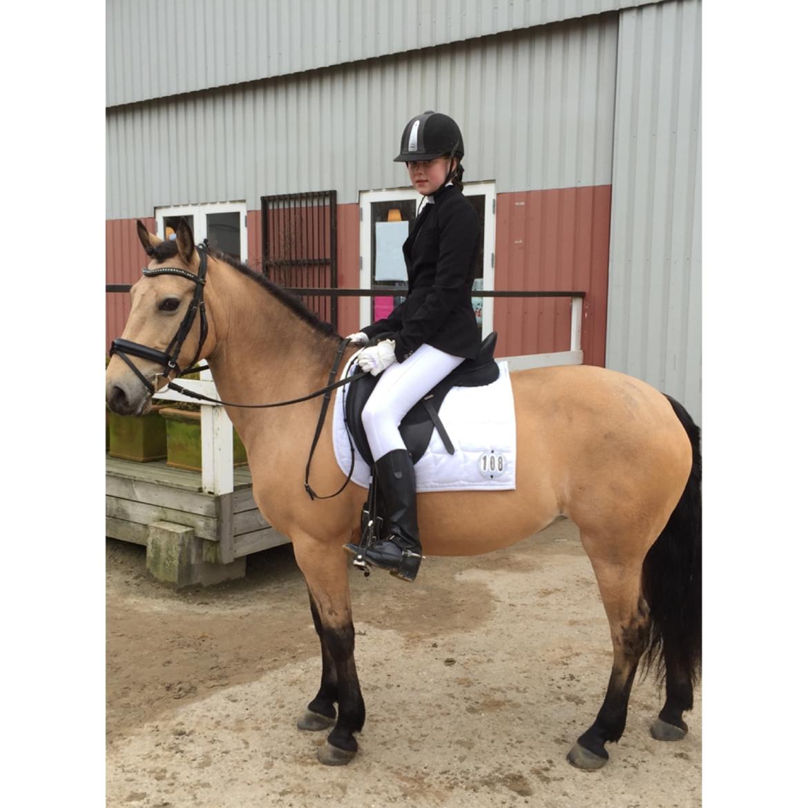 Hollandsk Sportspony Valerie billede 4