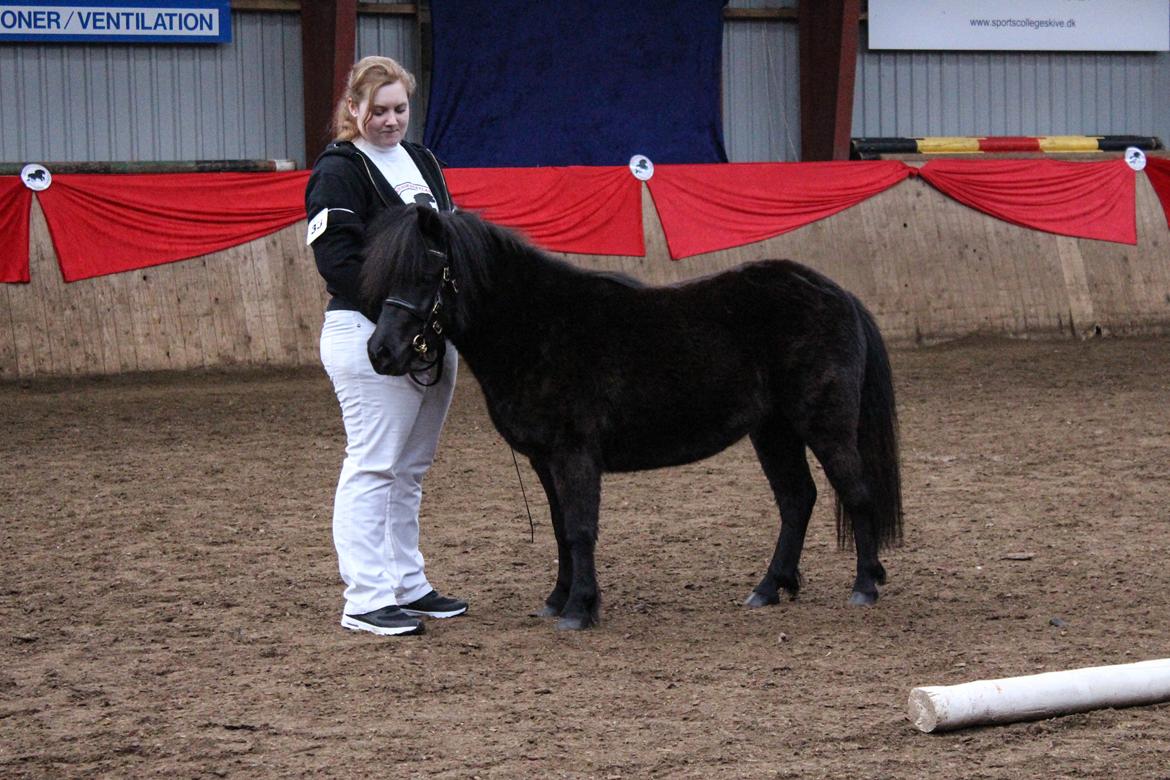Shetlænder Mosbækmindes Toscana - 17 April 2016 Unghesteskue i Skive taget af min kæreste billede 14