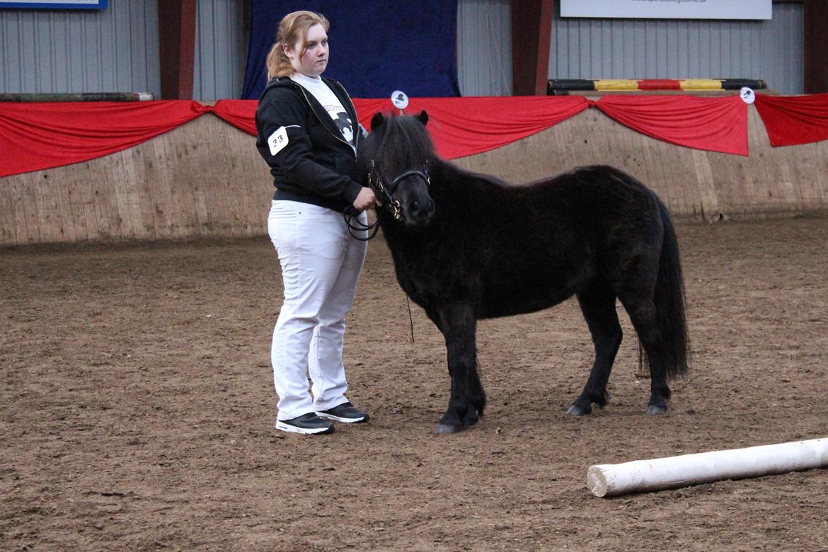 Shetlænder Mosbækmindes Toscana - 17 April 2016 Unghesteskue i Skive taget af min kæreste billede 13