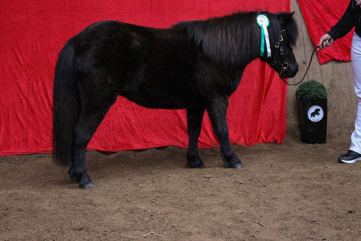 Shetlænder Mosbækmindes Toscana - 17 April 2016 Unghesteskue i Skive taget af min kæreste billede 12