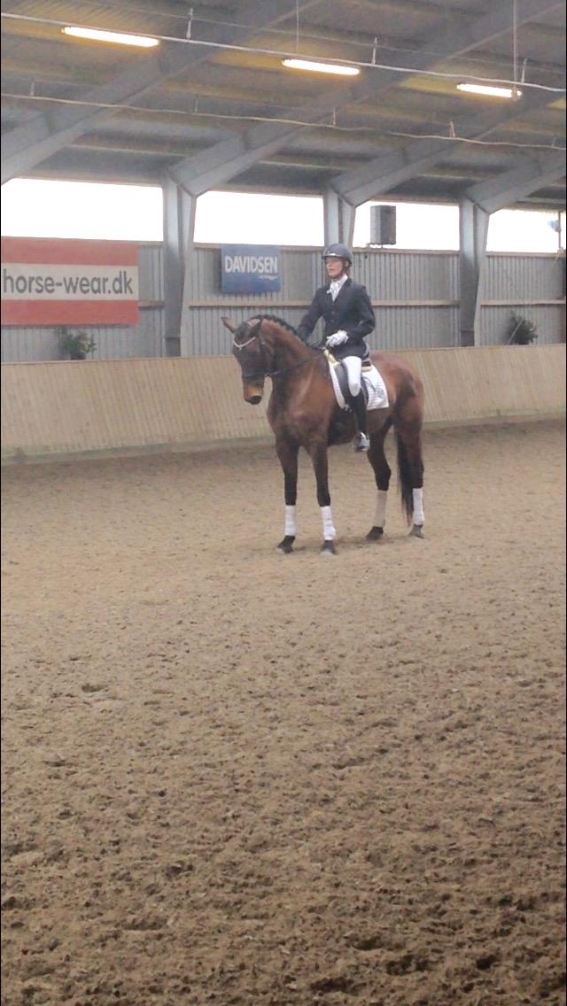 Dansk Varmblod Landlyst royal destiny billede 13