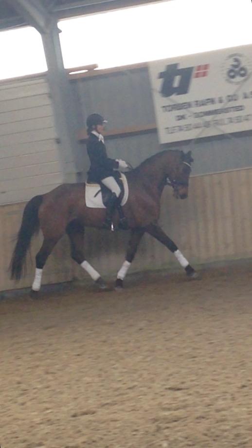 Dansk Varmblod Landlyst royal destiny billede 14