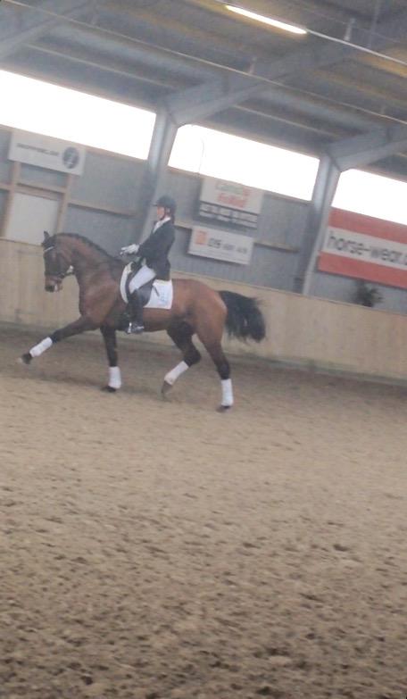 Dansk Varmblod Landlyst royal destiny billede 16