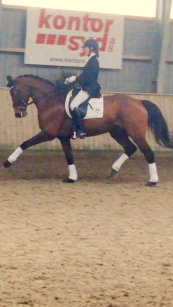 Dansk Varmblod Landlyst royal destiny billede 18