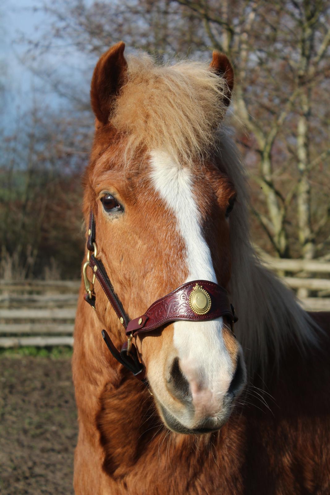 Islænder Reimar fra Skovvang - ‘’He is my soulmate, my fresh air, the reason I look forward to getting up every morning’’ <3 billede 11