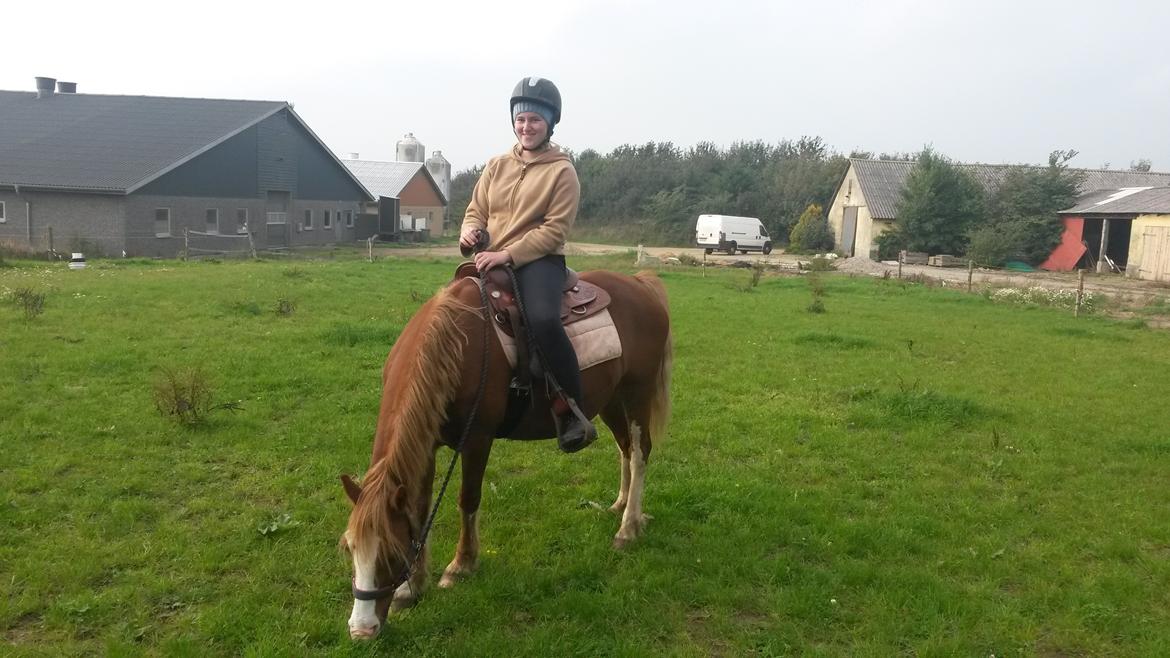 Welsh Pony af Cob-type (sec C) Rosengårdens Nadina billede 14