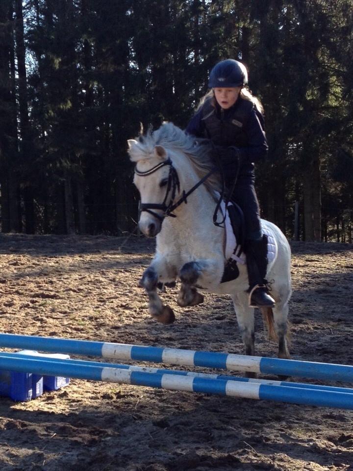 Welsh Mountain (sec A) Liljelunds Annabell billede 43