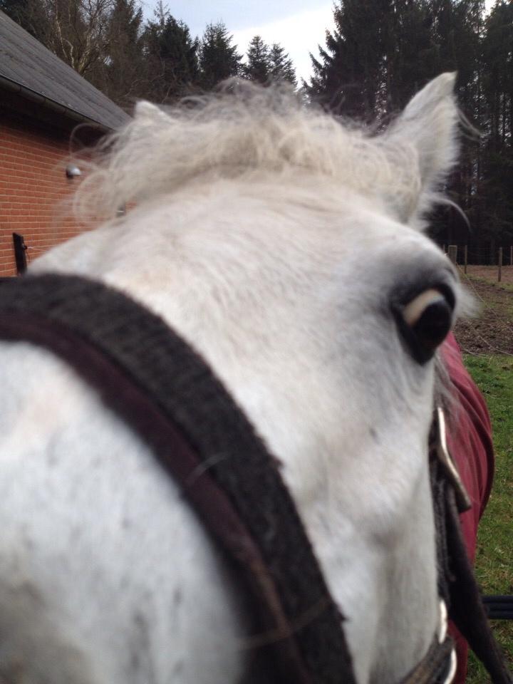 Welsh Mountain (sec A) Liljelunds Annabell billede 44