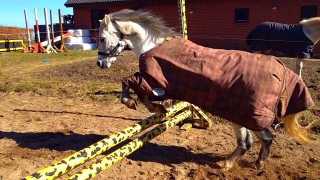 Welsh Mountain (sec A) Liljelunds Annabell billede 46