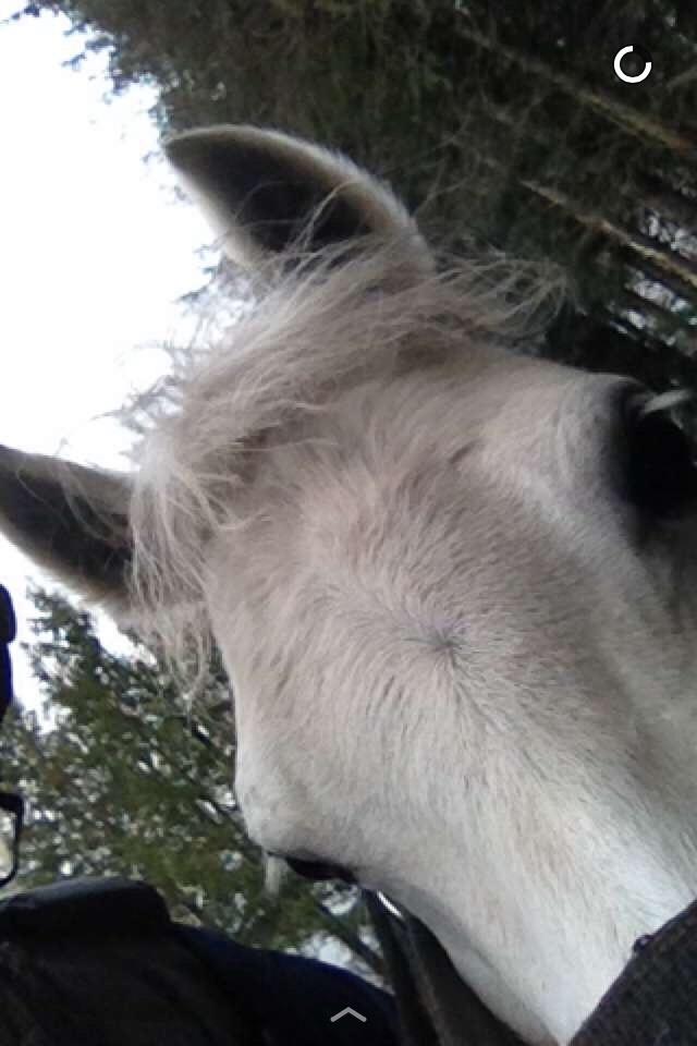 Welsh Mountain (sec A) Liljelunds Annabell billede 45