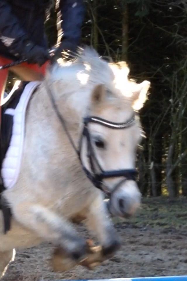 Welsh Mountain (sec A) Liljelunds Annabell billede 48