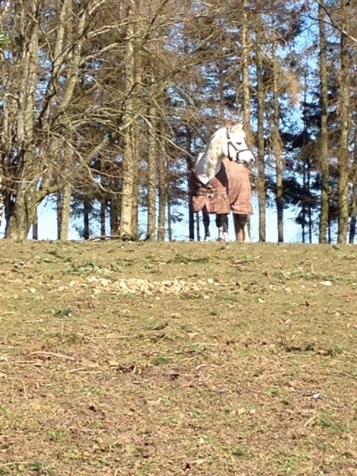 Welsh Mountain (sec A) Liljelunds Annabell billede 49