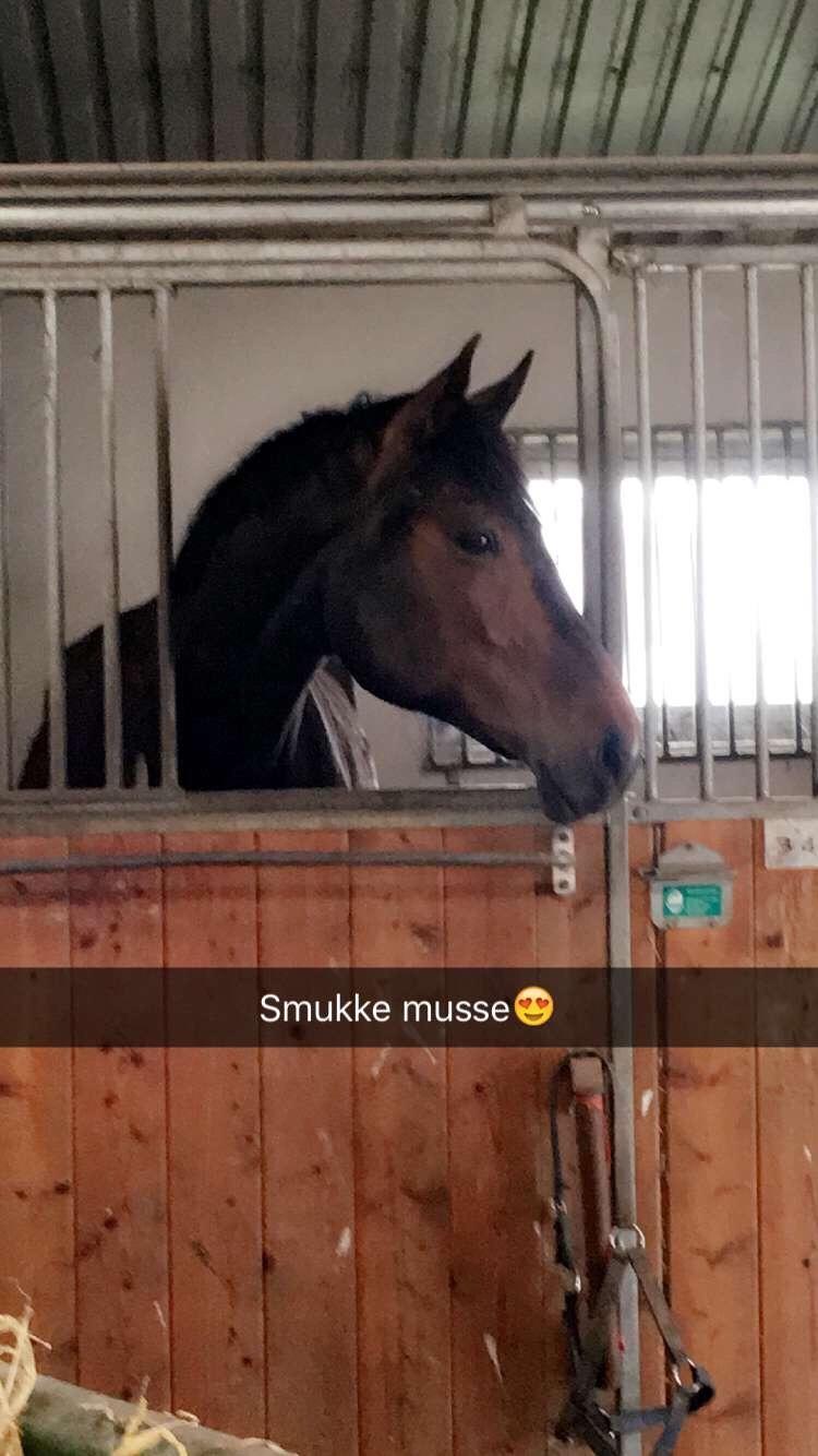 Dansk Varmblod Birkholm's ronja billede 11