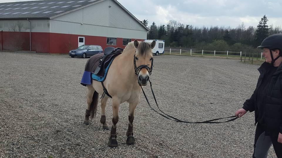 Fjordhest Thilde billede 39