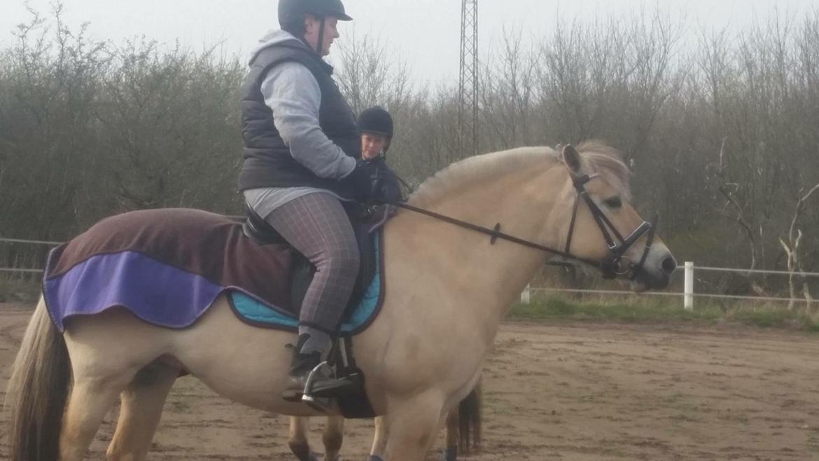 Fjordhest Thilde billede 41