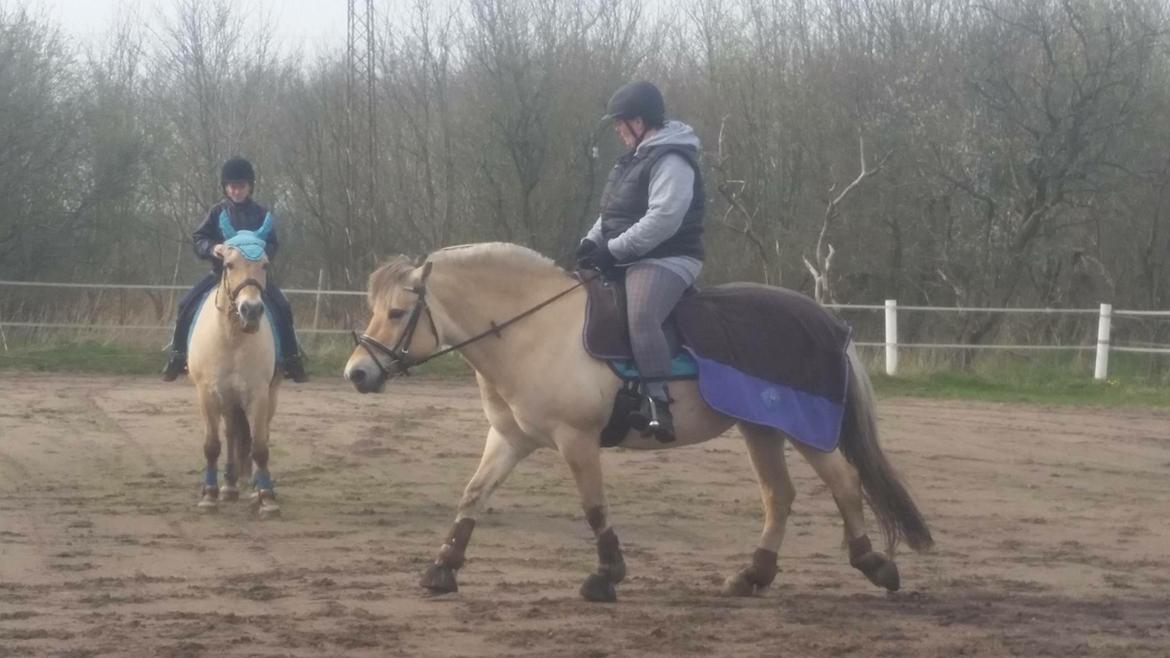 Fjordhest Thilde billede 42